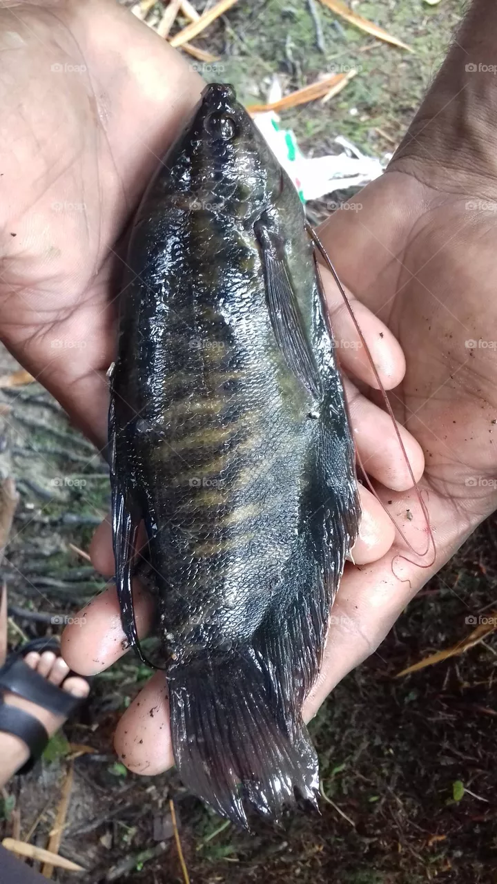 A Beautiful Fish