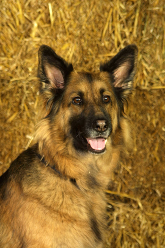 German Shepherd Dog Portrait