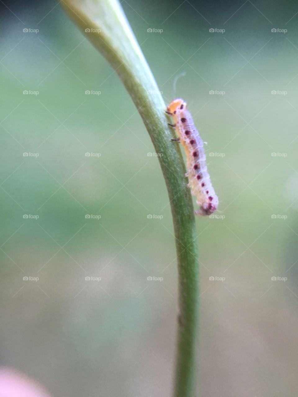 Tiny caterpillar