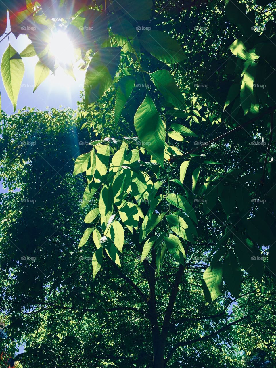 Sunlight thru leaves