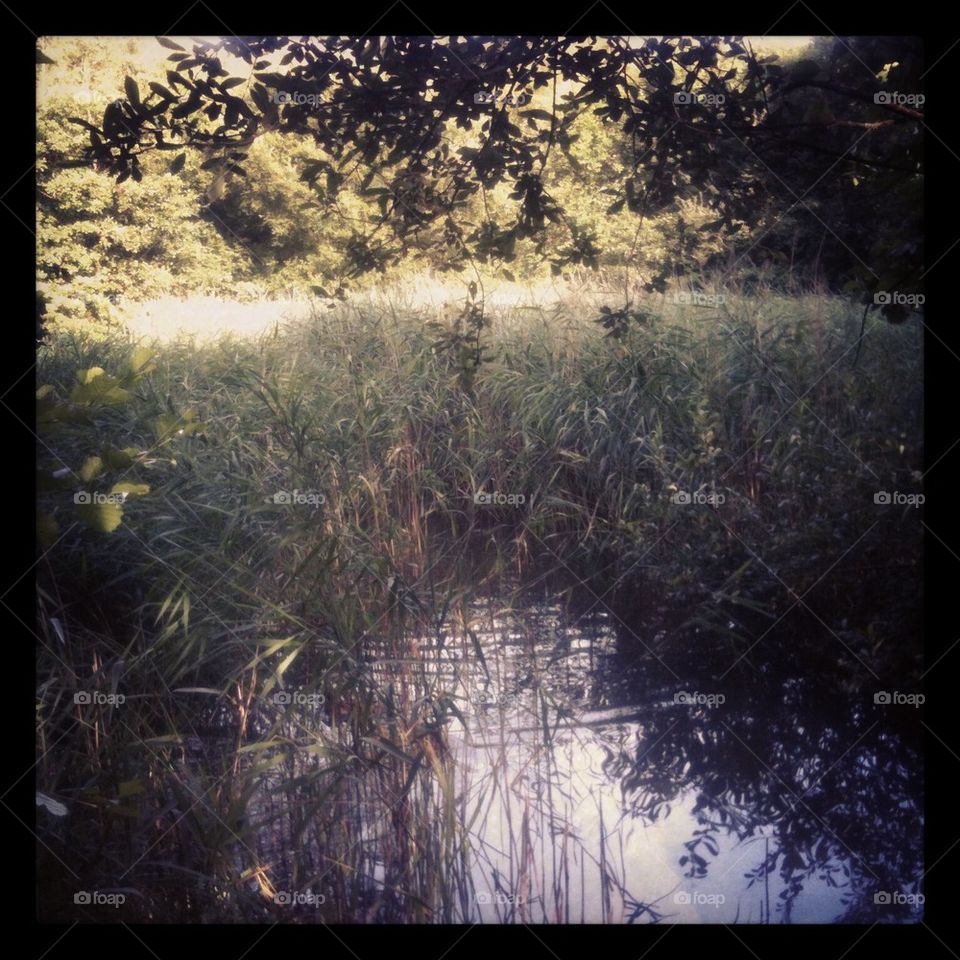 Pond