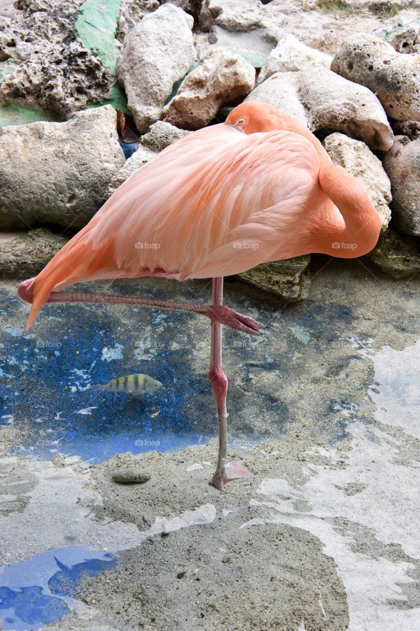 Flamingo