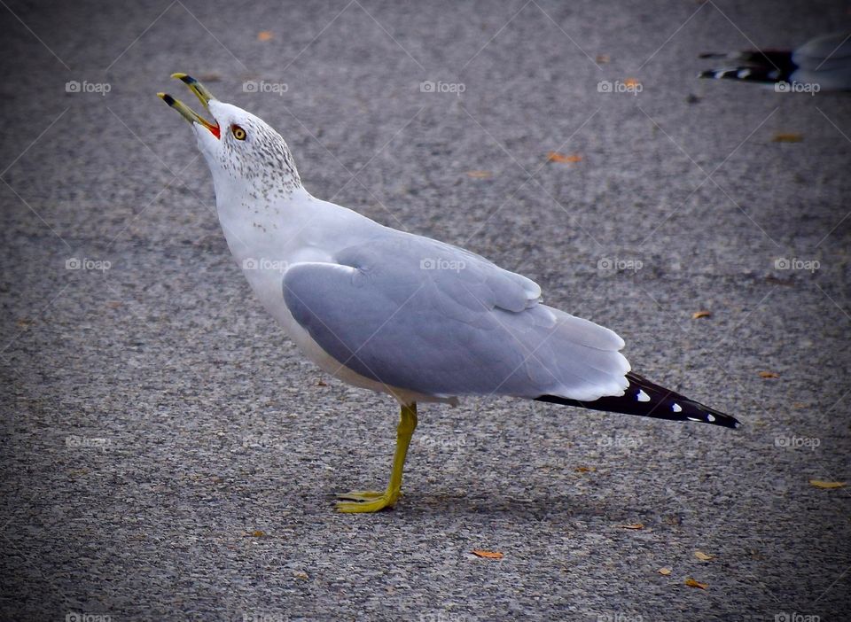 Close-up of a seagull