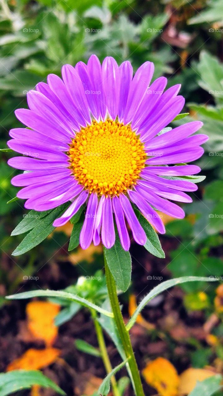 purple flower