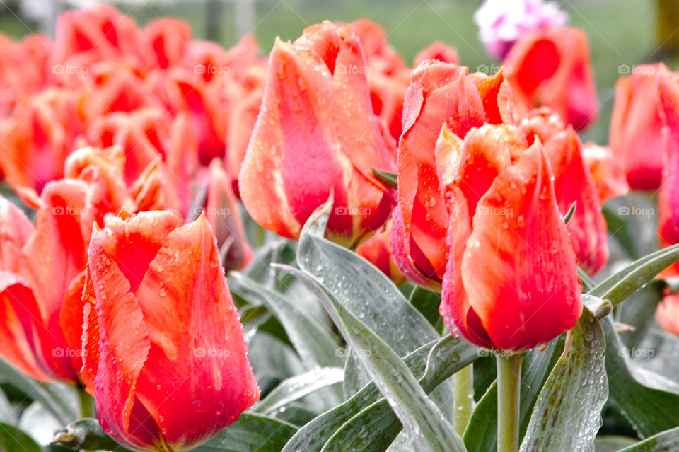 bright tulips
