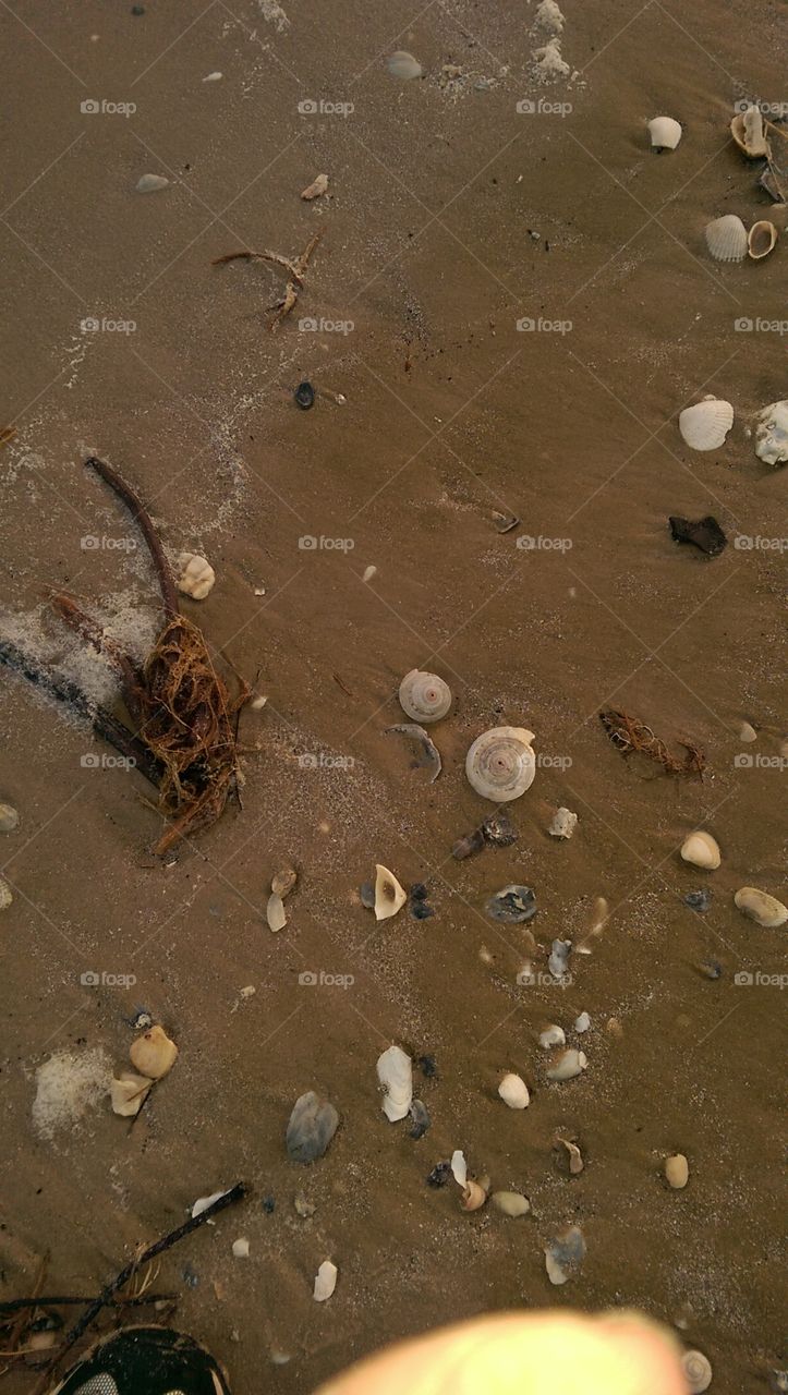 seashells.Matagorda Beach