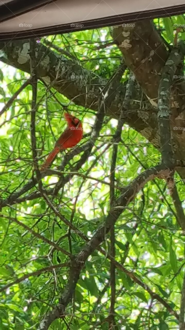 springtime cardinal