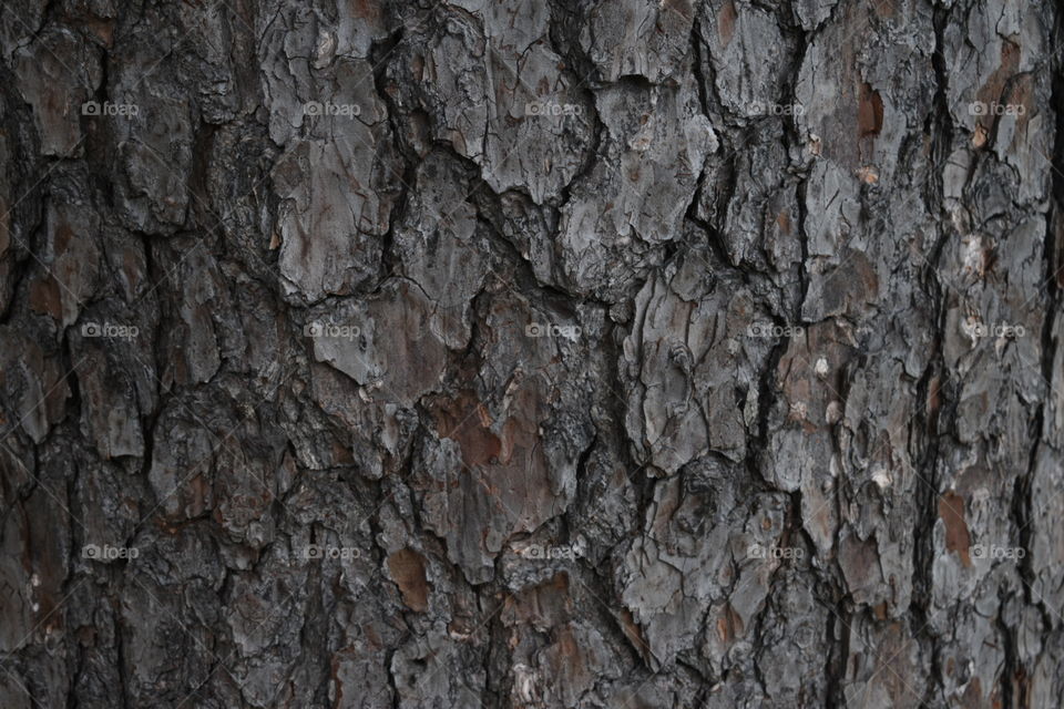 Full frame pine bark pattern