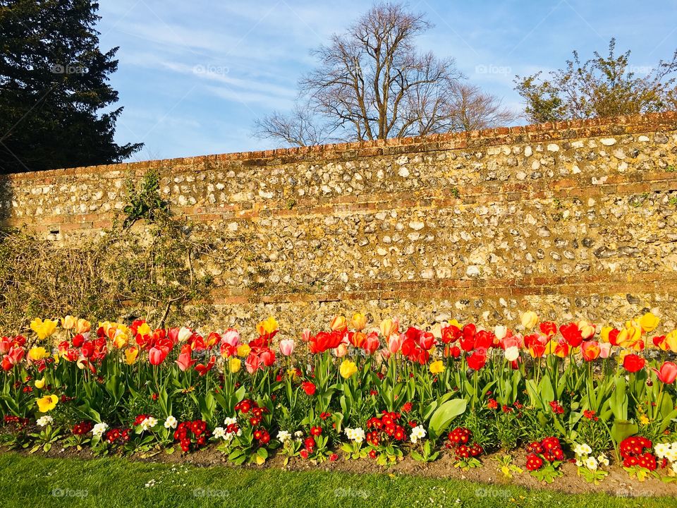 Colourful tulips in the sun against traditional Sussex flint wall in formal garden