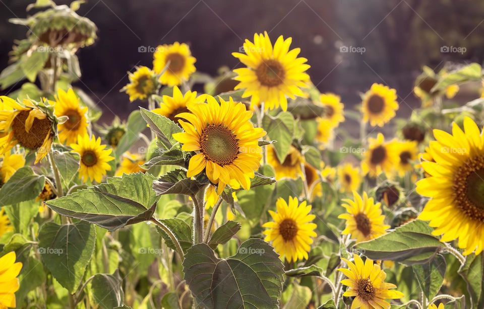 Field of sunflowers