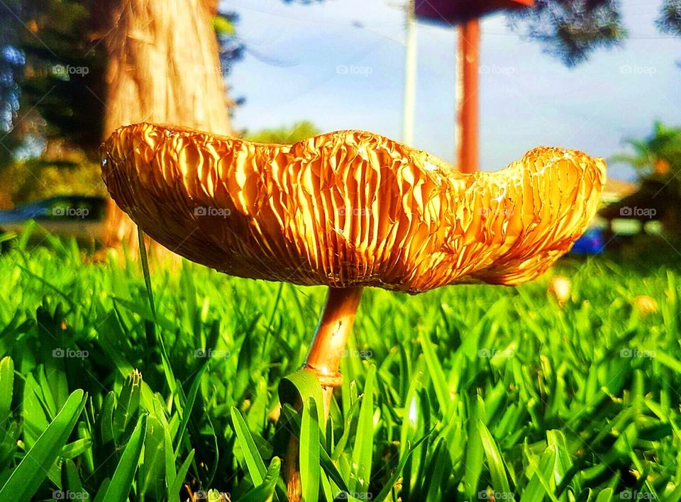 Upside down Mushroom