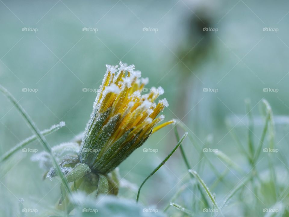 Frozen dandelion flower