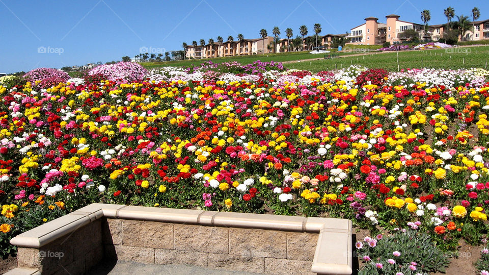 A bright and beautiful garden in California with palm trees swaying in the background, and the beauty of nature and flowers really makes you appreciate life.