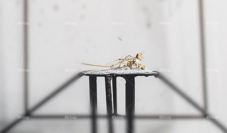 Minimalistic composition of a dry flower