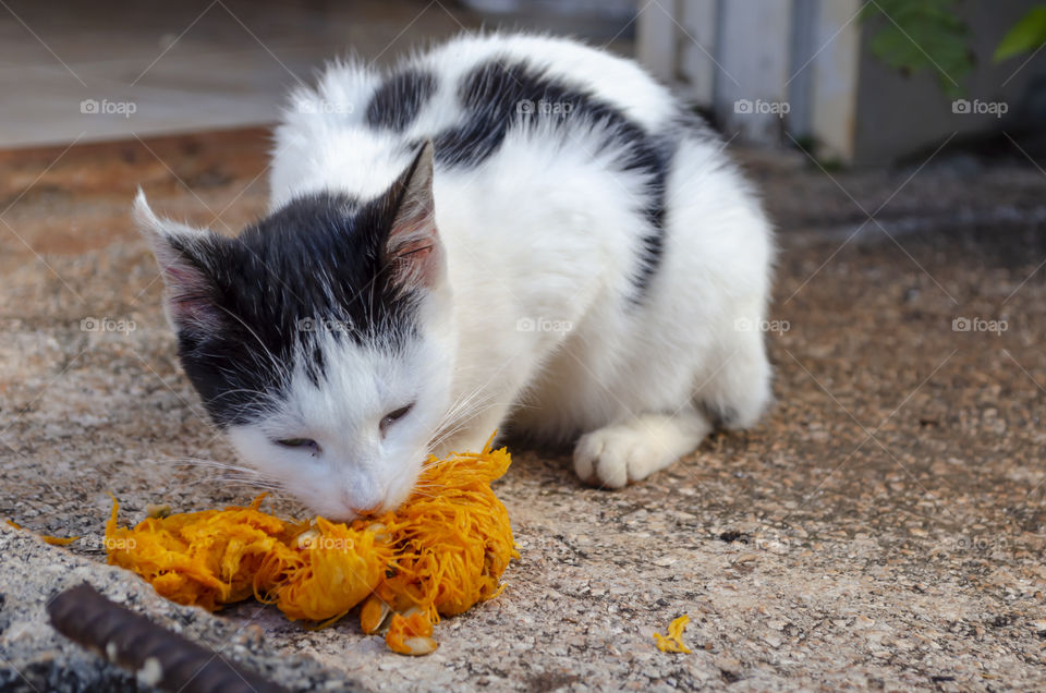 Cat Eating Pumpkin Fibrous Strands