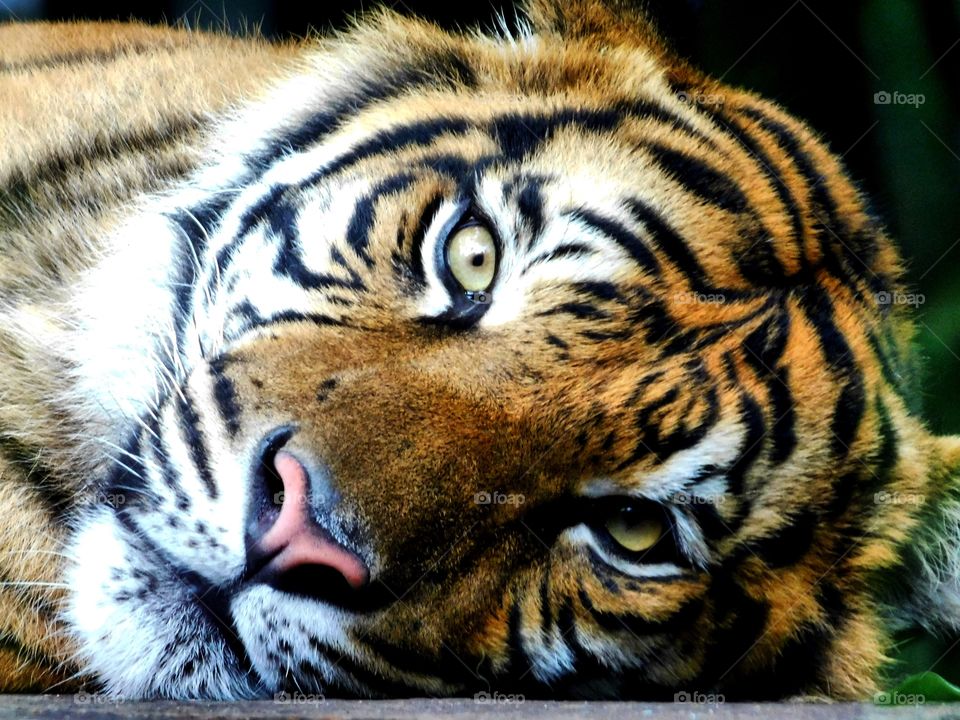 Striking Tiger