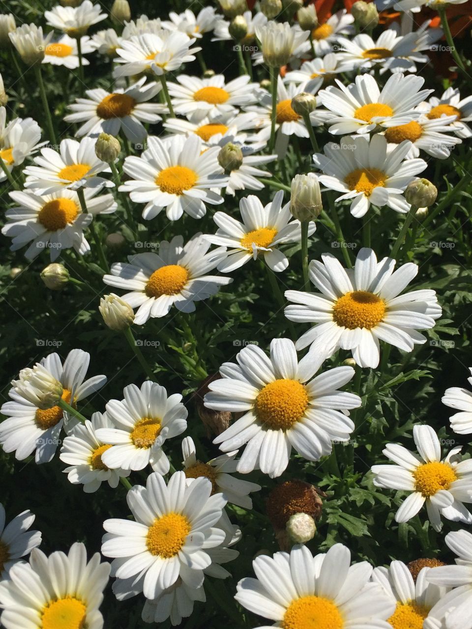 Chamomile flowers 