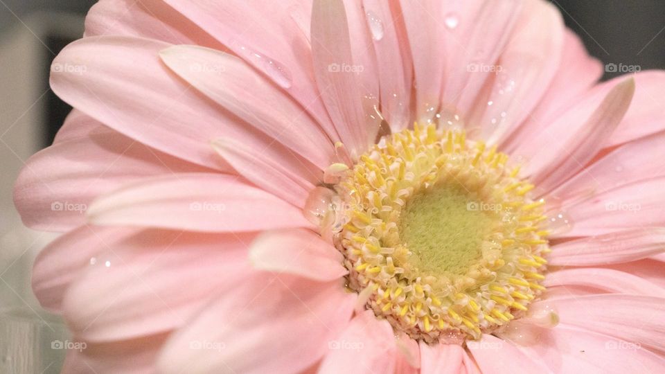 Pink flower closeup 