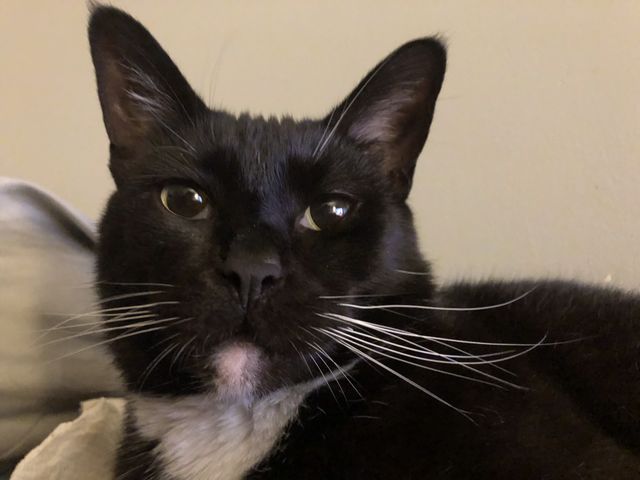 Big handsome Poe
