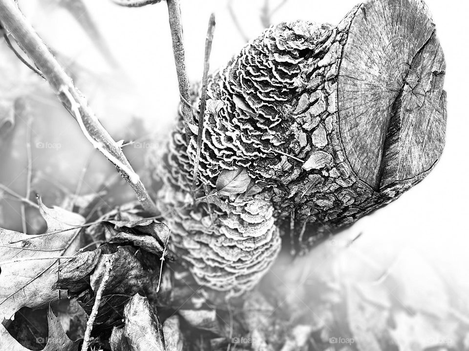 Tree Mushrooms in Black and White