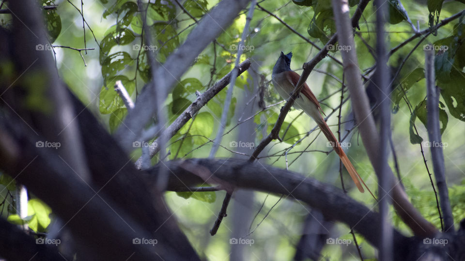 Reddish Oranage grey cream bird flew away with my heart today.