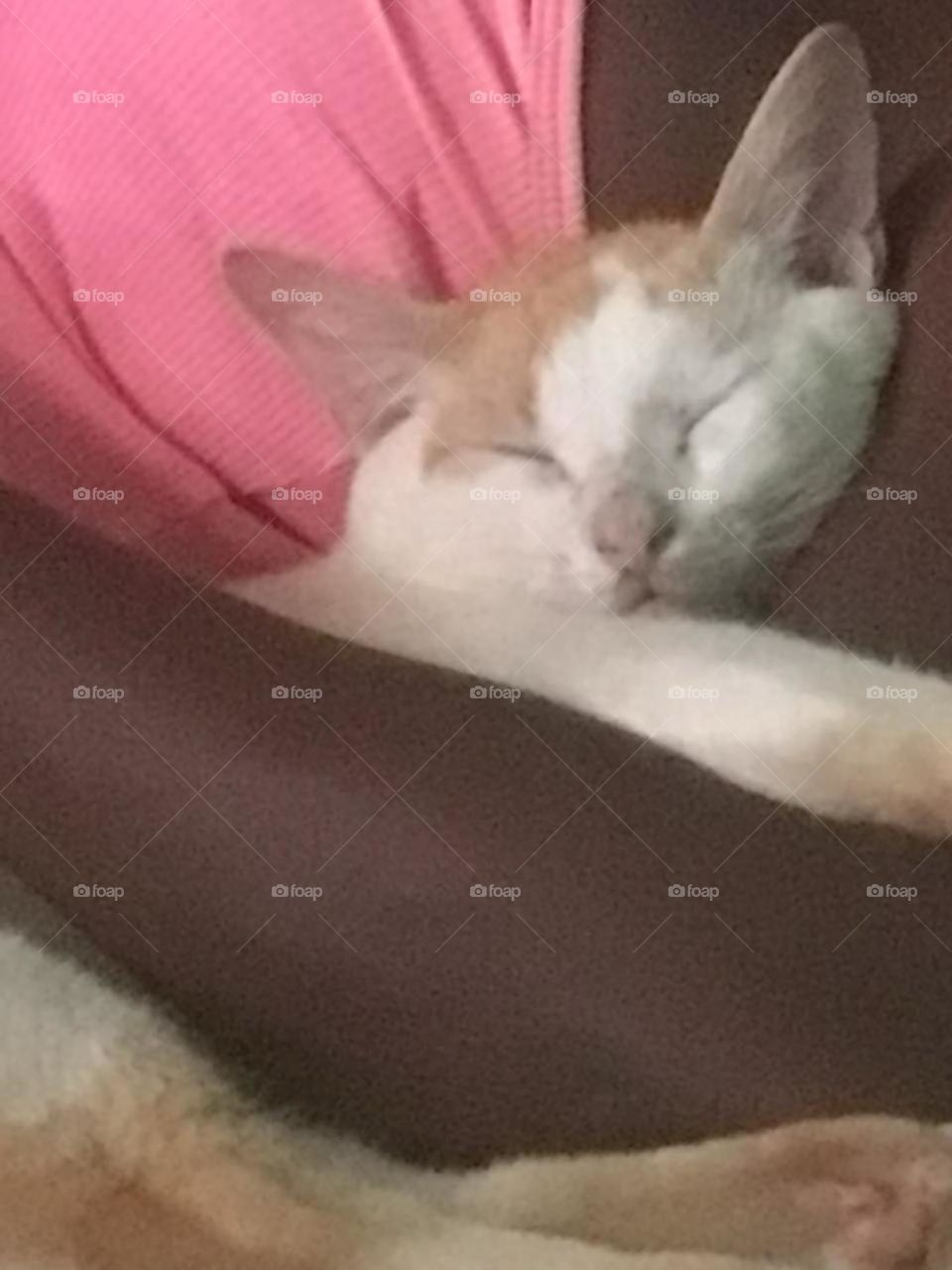 I will always love you my for ever best friend I know you are no longer around but I you love me always my cute furry friend.