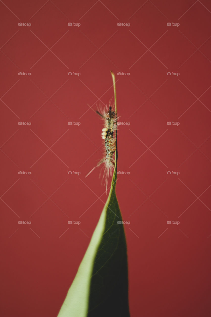 last hope ! tiny life with big dream