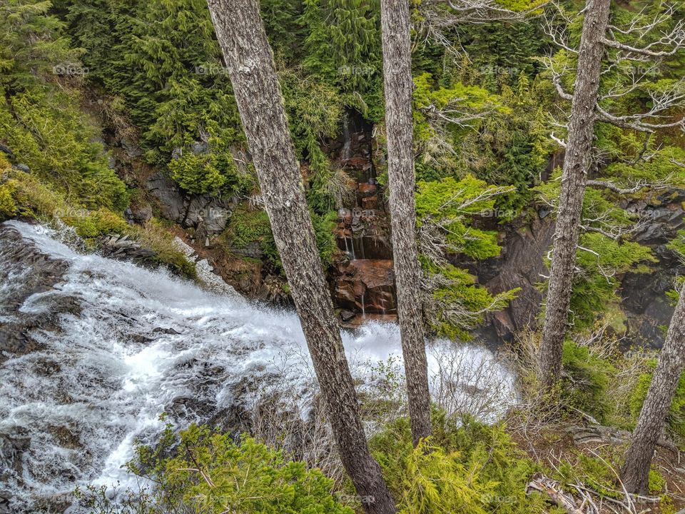 Rivers through Forests