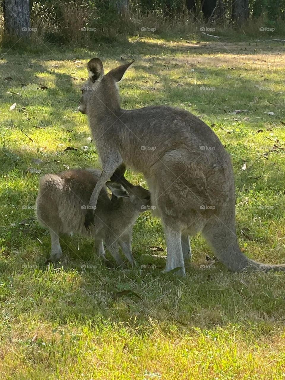 Loving Kangaroo
