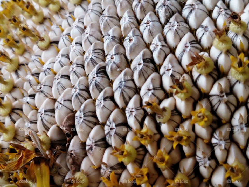 Close-up Sunflower Seeds