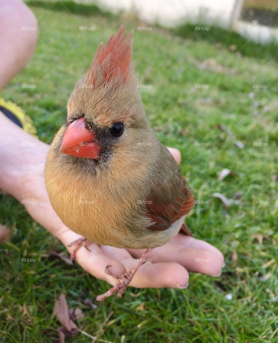 Female cardinal in the hand of a little boy as he holds it while it recovers from flying into a window