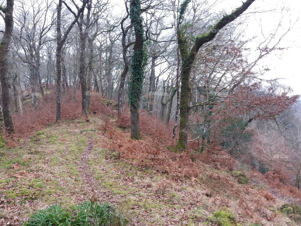 Forest hilltop