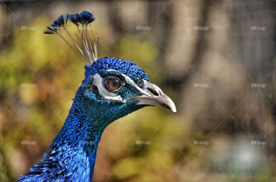 Peacock
