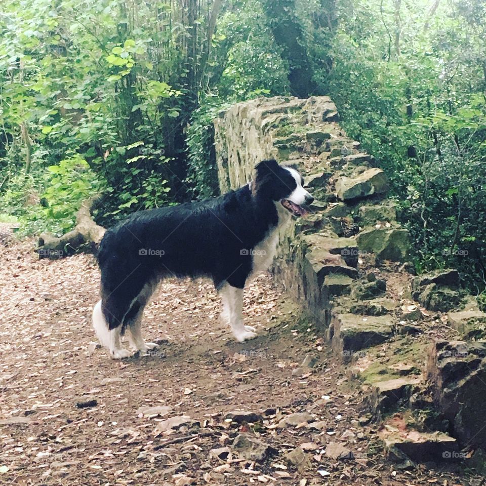 Border collie 