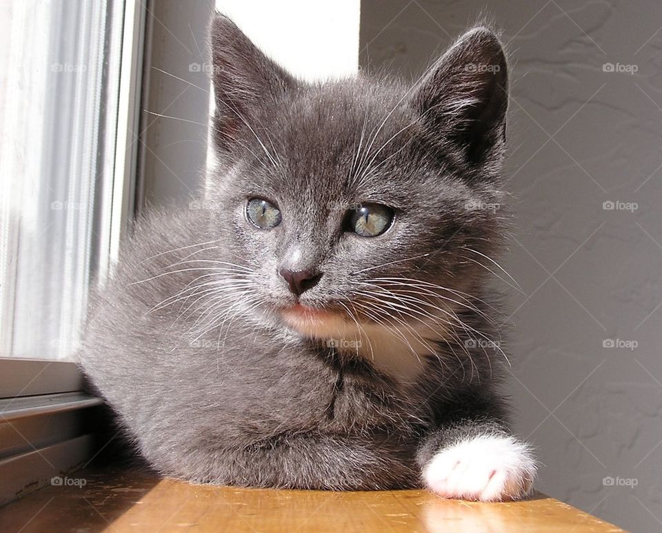 Gray and White Kitten