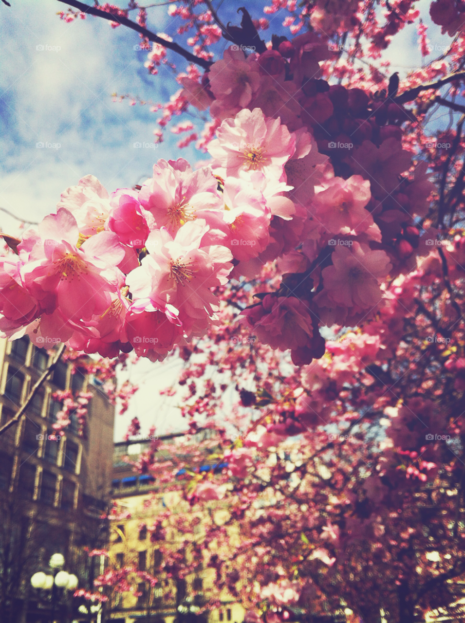 sweden spring flowers pink by bumbiru