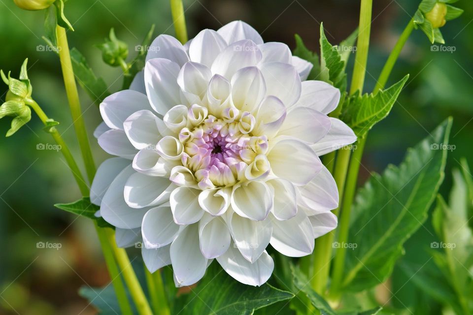 Beautiful dahlia flowers in bloom