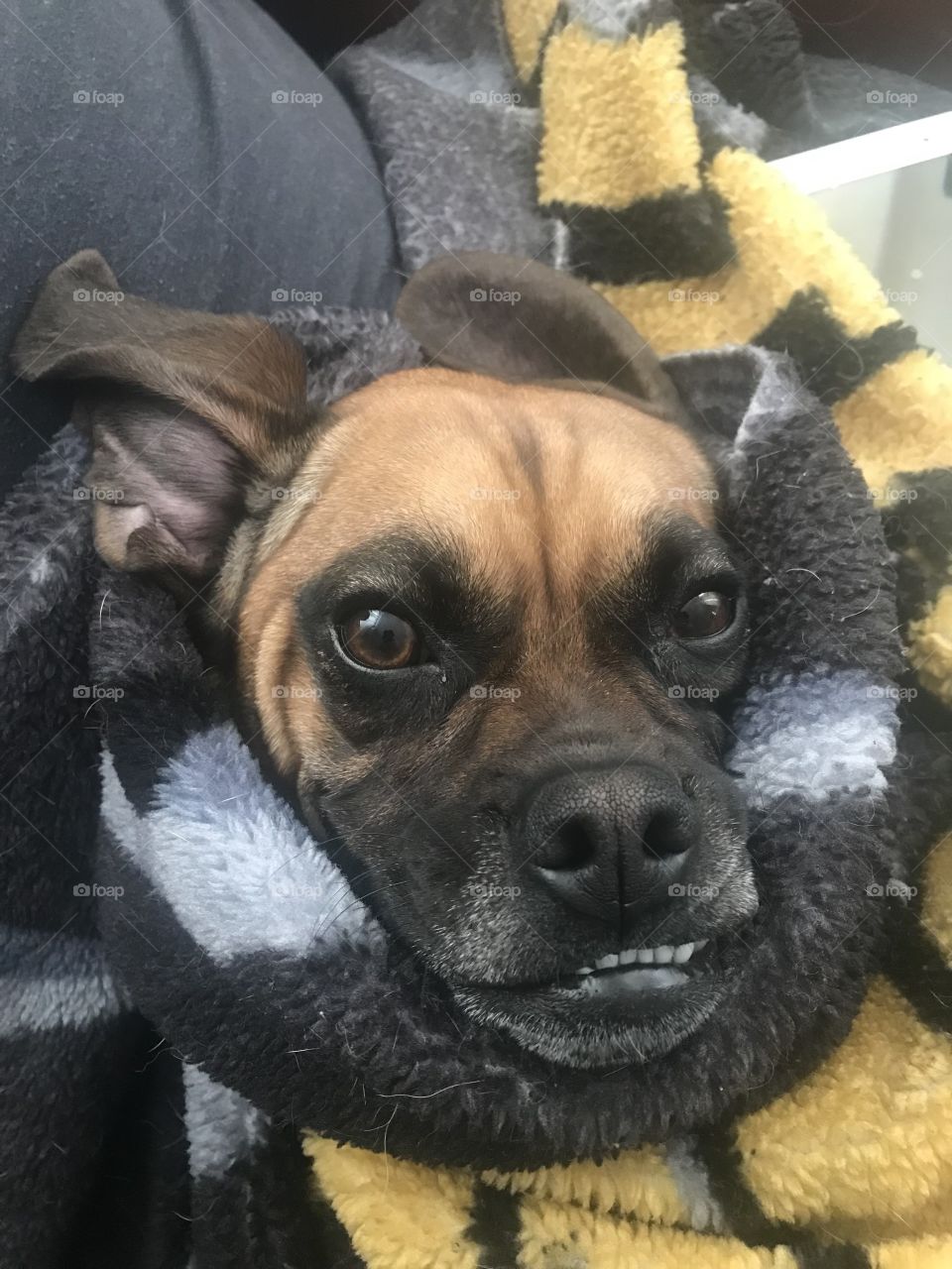 Puggle dog in a blanket
