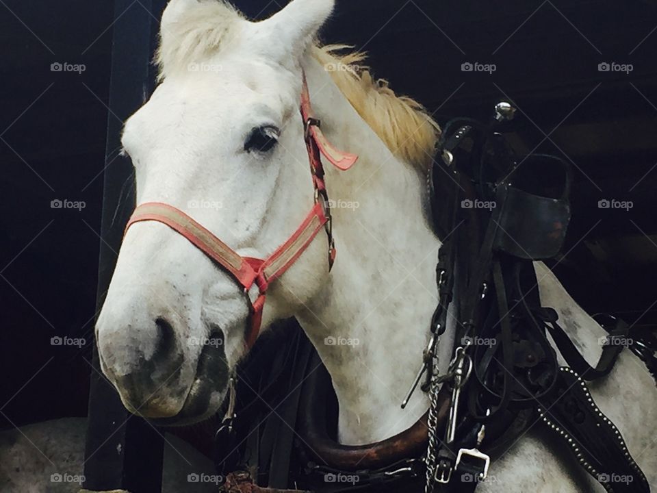 Beautiful white horse