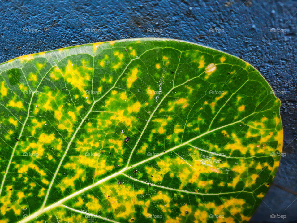 Flora in green and yellow in front of a nice blue background. Going green with rain.