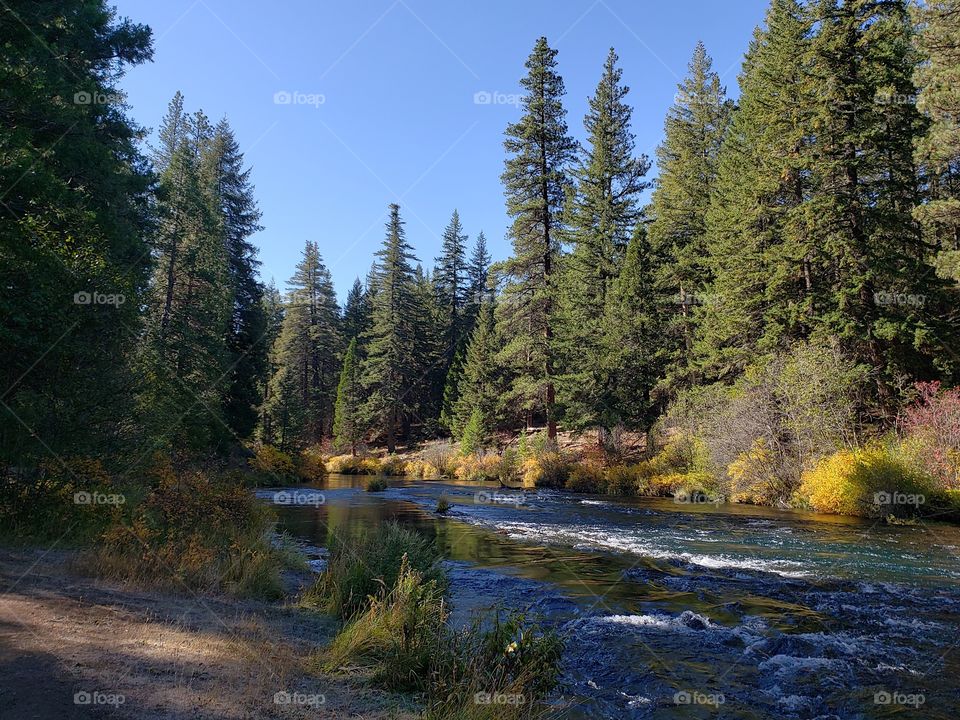 Stunning fall colors on the riverbanks of the turquoise waters of the Metolius River at Wizard Falls in Central Oregon on a sunny autumn morning. 