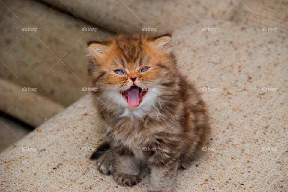Persian Kitten Smiling and Laughing 