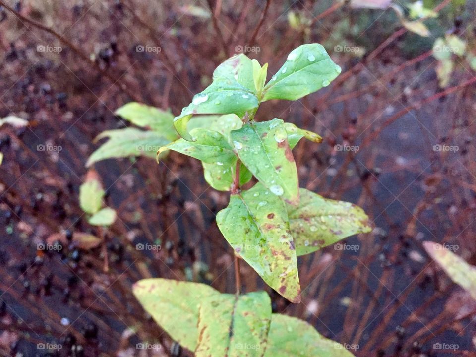 Leafs with water on it