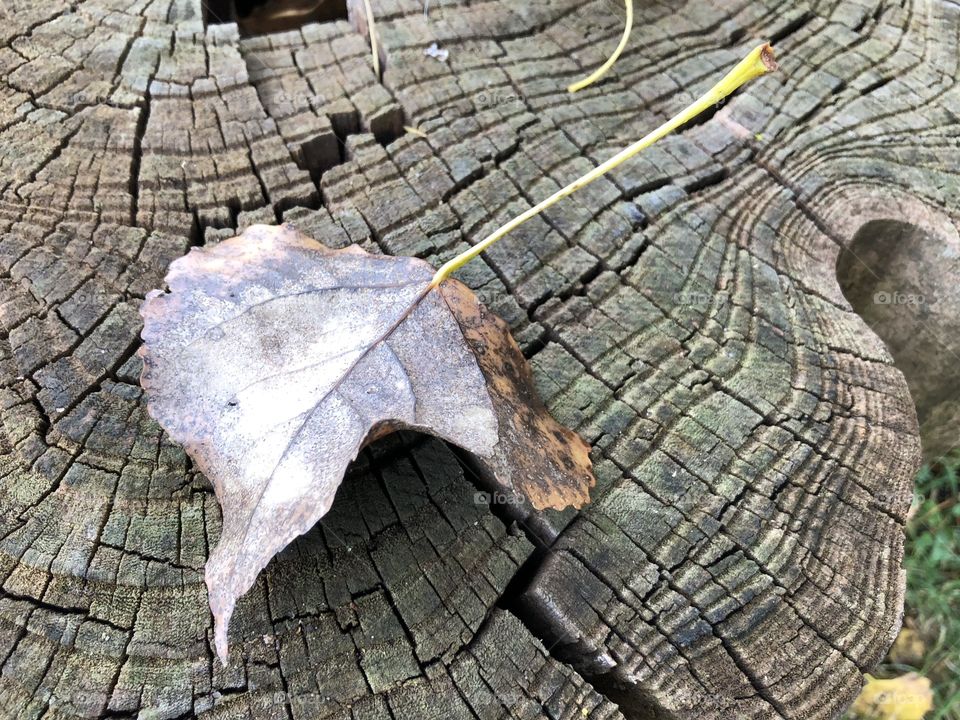 Leaf on stump