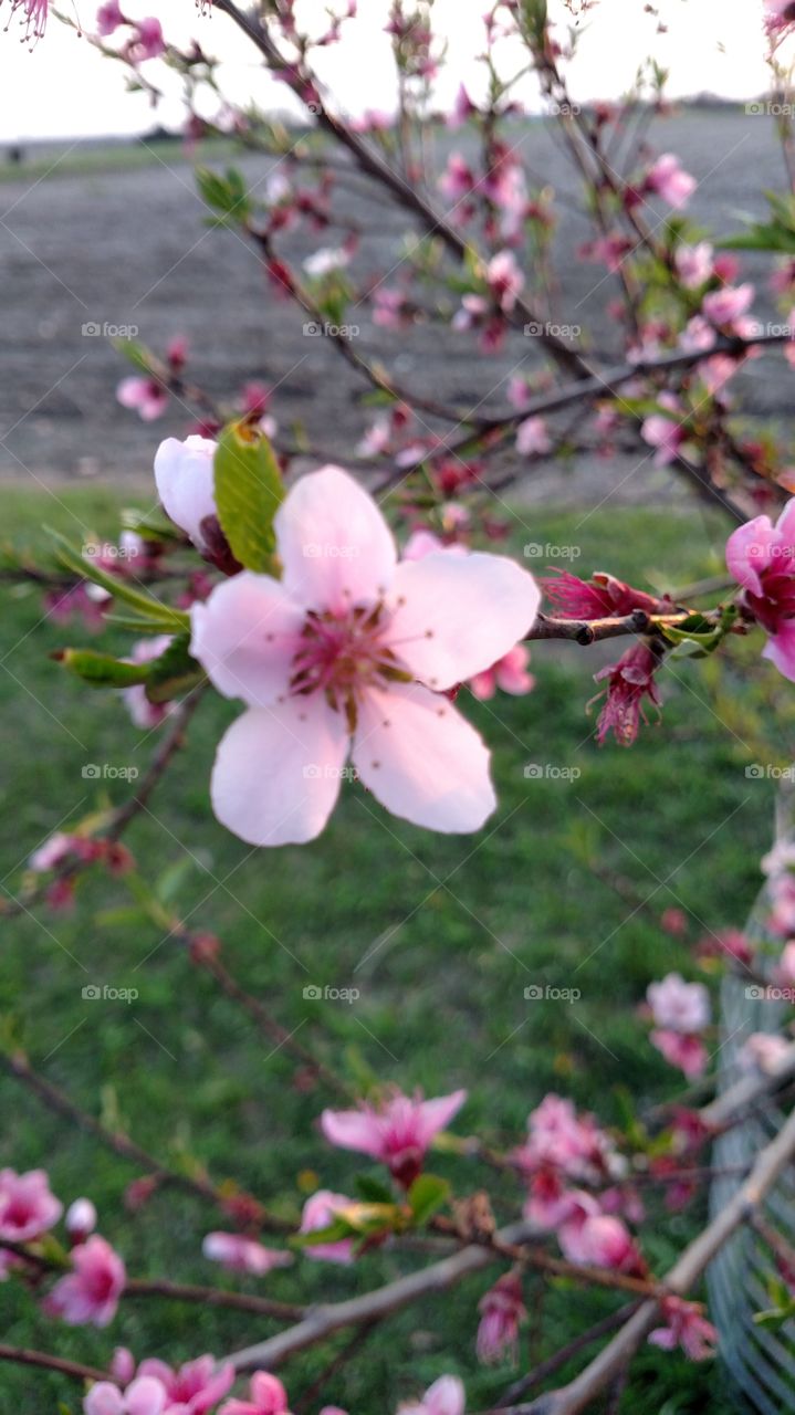 Flower, Cherry, Tree, Branch, Apple