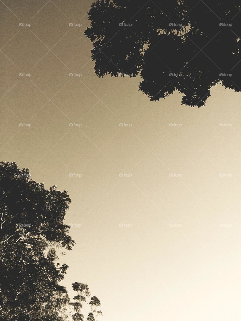 A simplicidade do topo de duas árvores harmoniosamente localizadas.