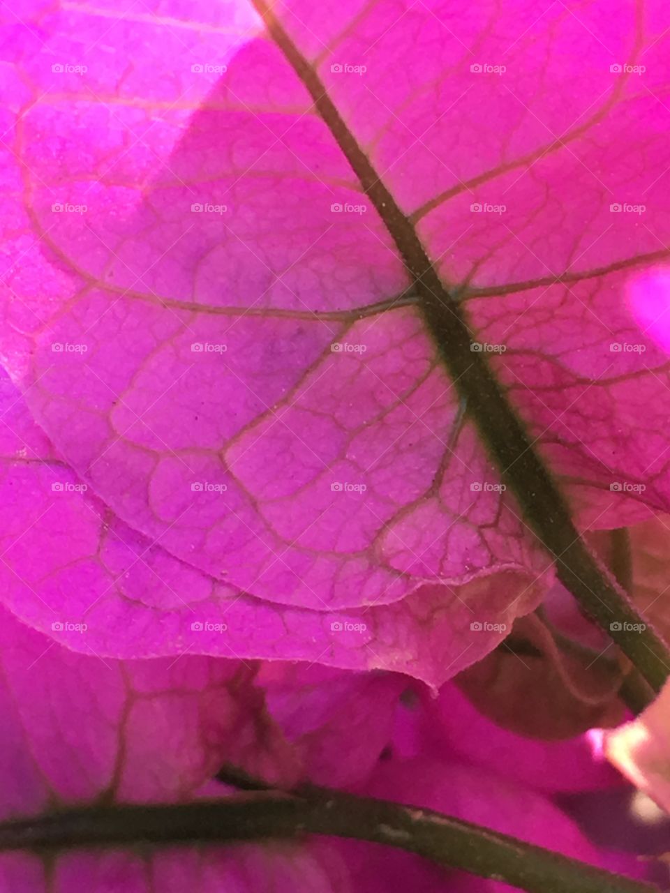 Bougainvillea Flower