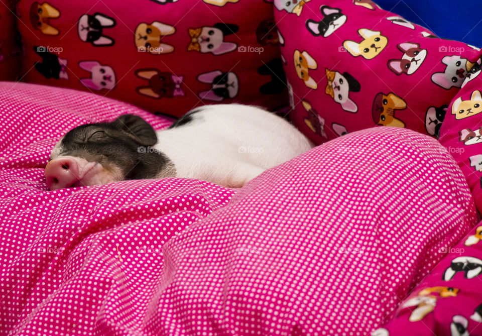 A dwarf pig is sleeping. 