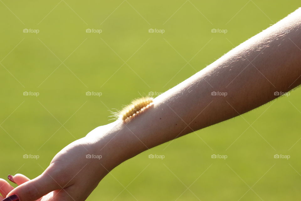 A fuzzy caterpillar crawls up someone’s arm