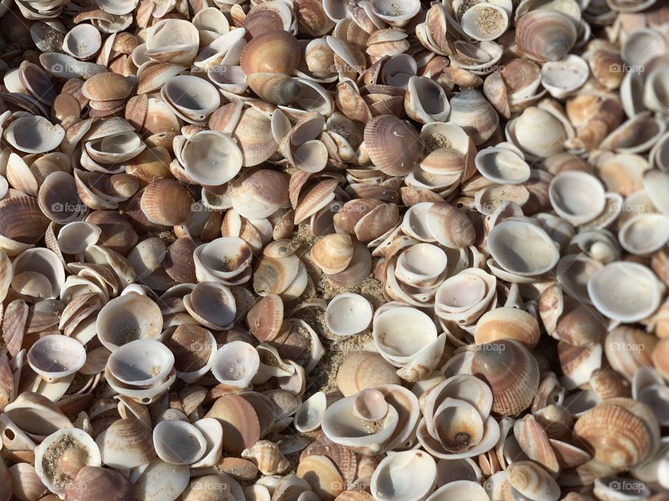 Seashells